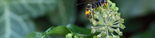 asian-hornet-1822314-1920.jpg