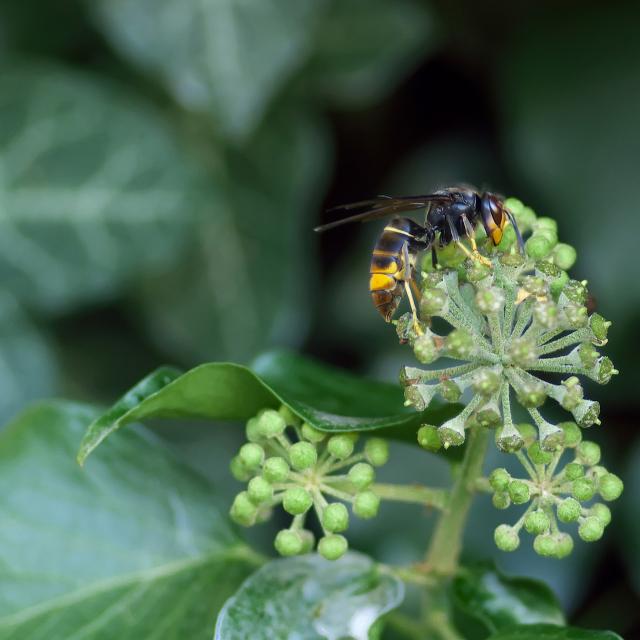 asian-hornet-1822314-1920.jpg