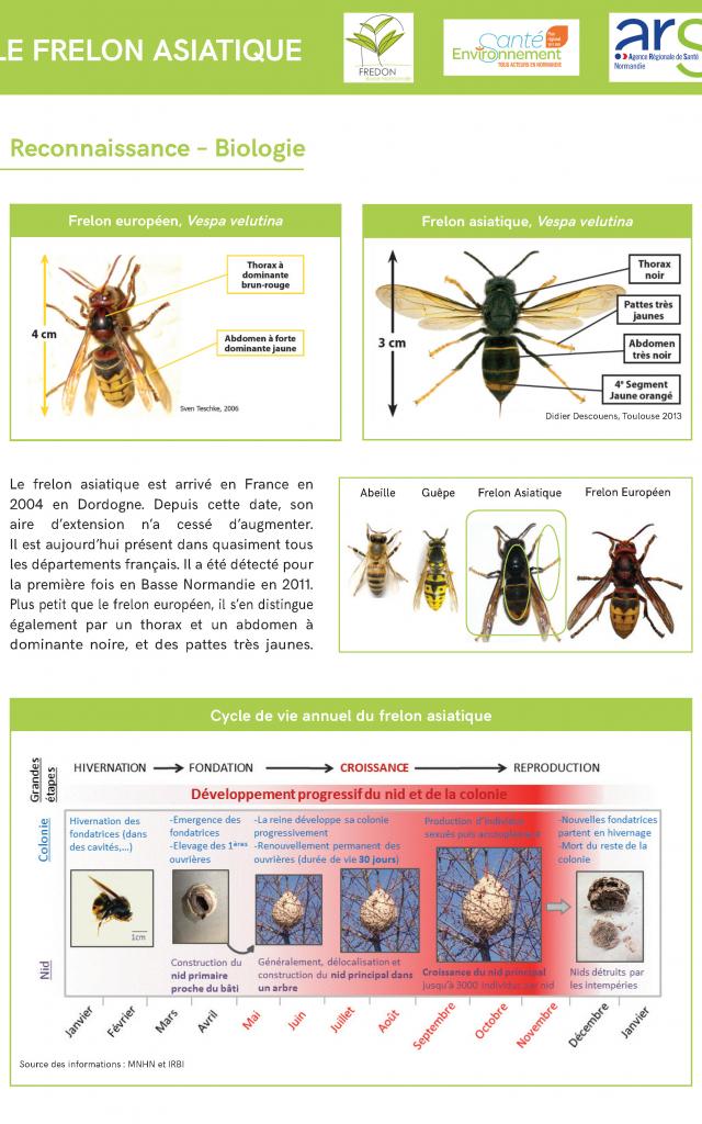 Ars Normandie Frelons Page 1