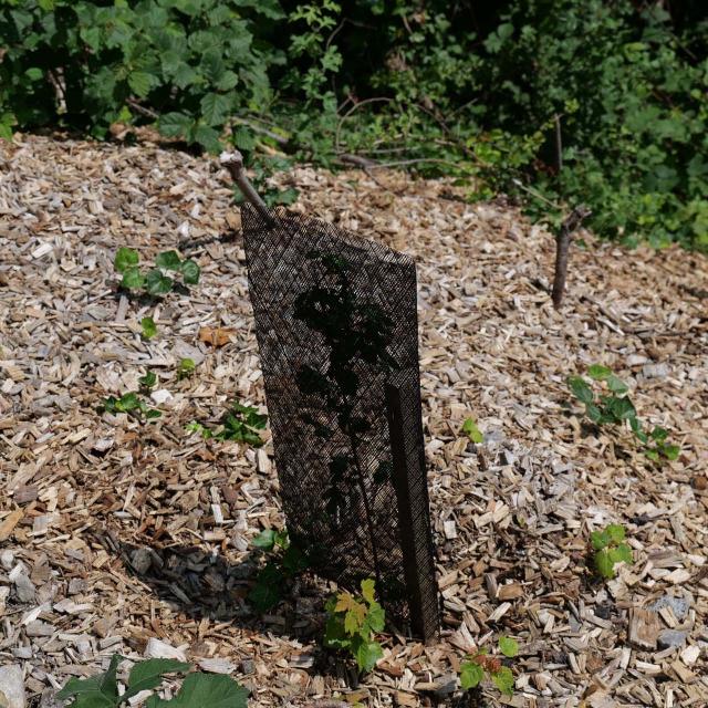 Chemin Vert Du Petit Caux - Aménagement - grille de protection des arbres - Juillet 2023