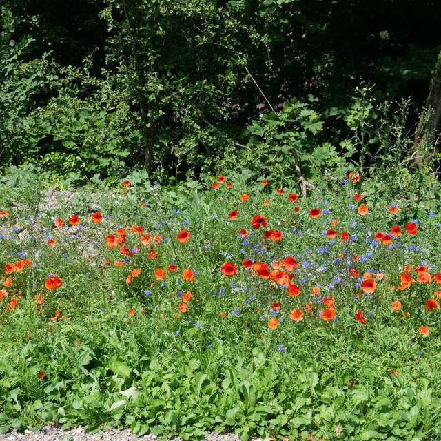 Chemin vert du Petit Caux - Aménagement - fleurs champêtres